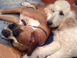 dogphoto2